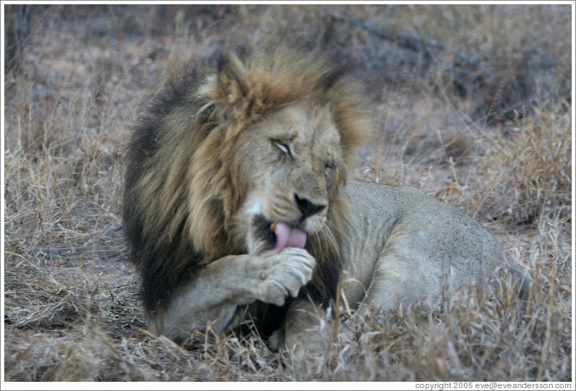 Lion licking paw.