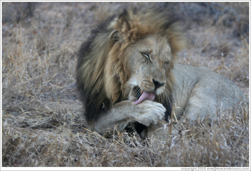 Lion licking paw.