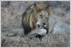 Lion licking paw.