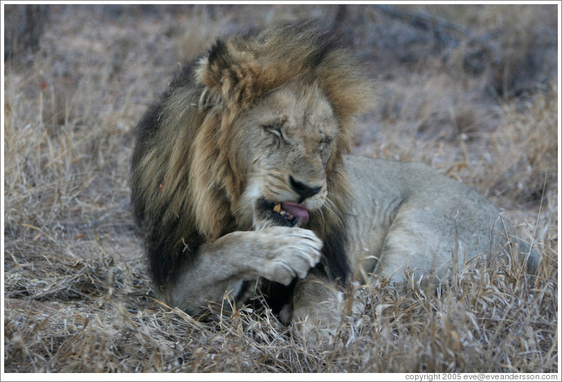 Lion licking paw.