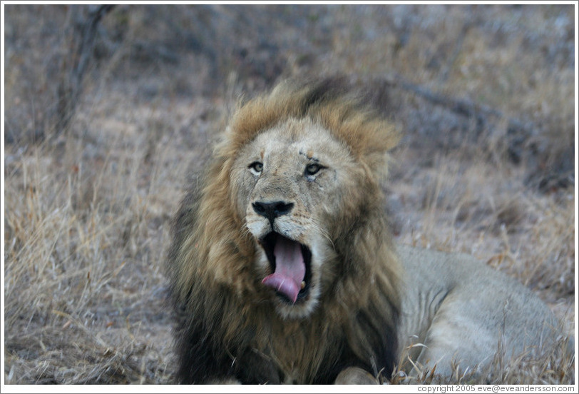 Lion yawning.