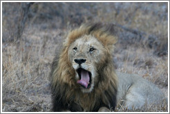 Lion yawning.