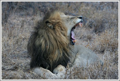 Lion yawning.