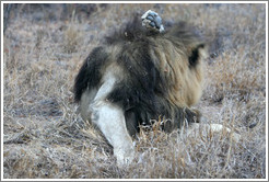 Lion grooming.