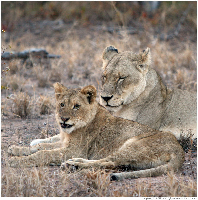 Lioness and lion cub.  Cub has is just finishing a yawn.