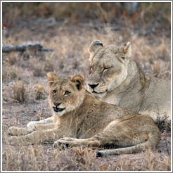 Lioness and lion cub.  Cub has is just finishing a yawn.