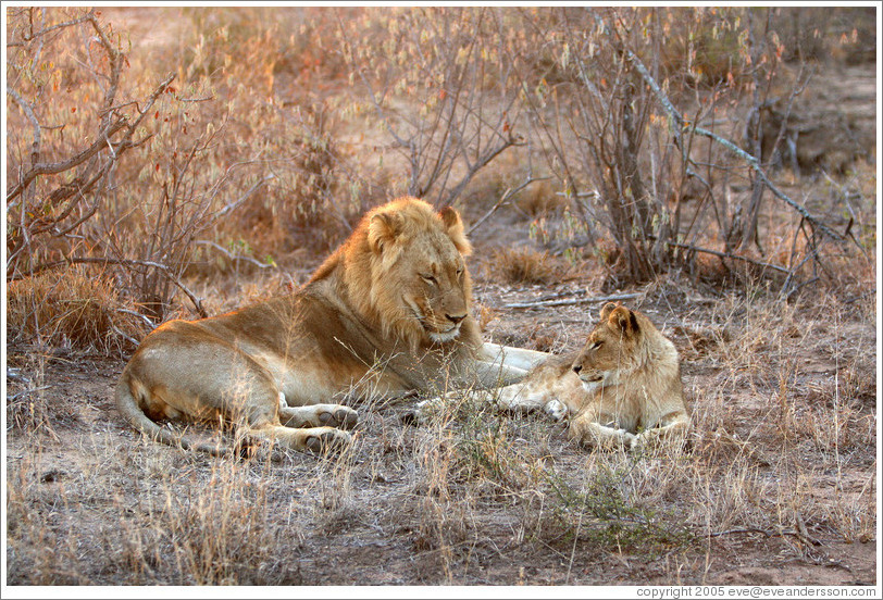 Lion and cub in the morning light.
