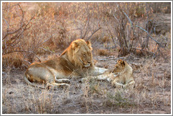 Lion and cub in the morning light.