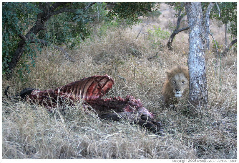 Lion guarding buffalo carcass the morning after a hunt.