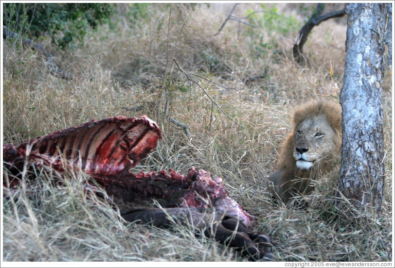 Lion guarding buffalo carcass the morning after a hunt.