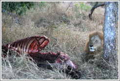 Lion guarding buffalo carcass the morning after a hunt.