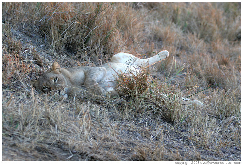 Lioness resting with full belly the morning after a hunt.