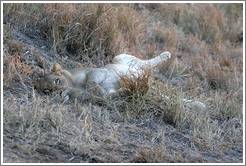 Lioness resting with full belly the morning after a hunt.