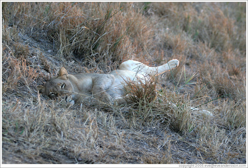 Lioness resting with full belly the morning after a hunt.