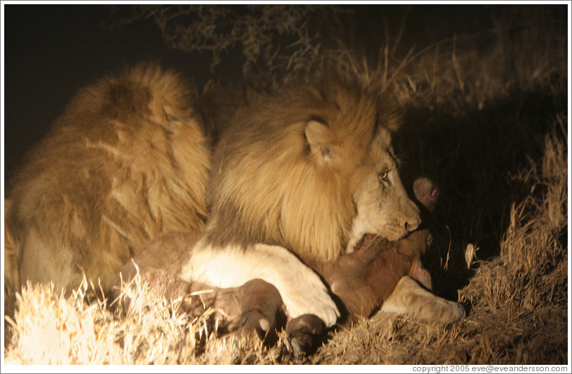 Lions eating baby buffalo at night.