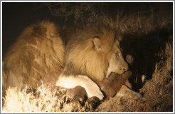 Lions eating baby buffalo at night.