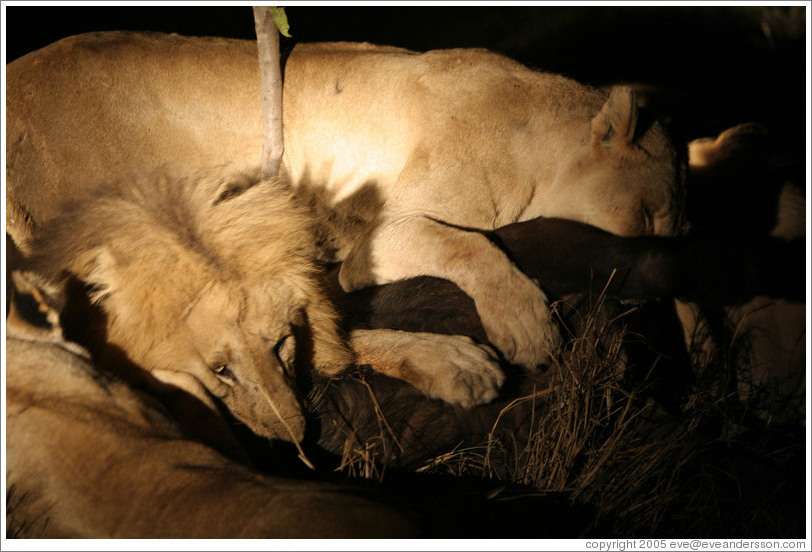 Lions eating buffalo at night.