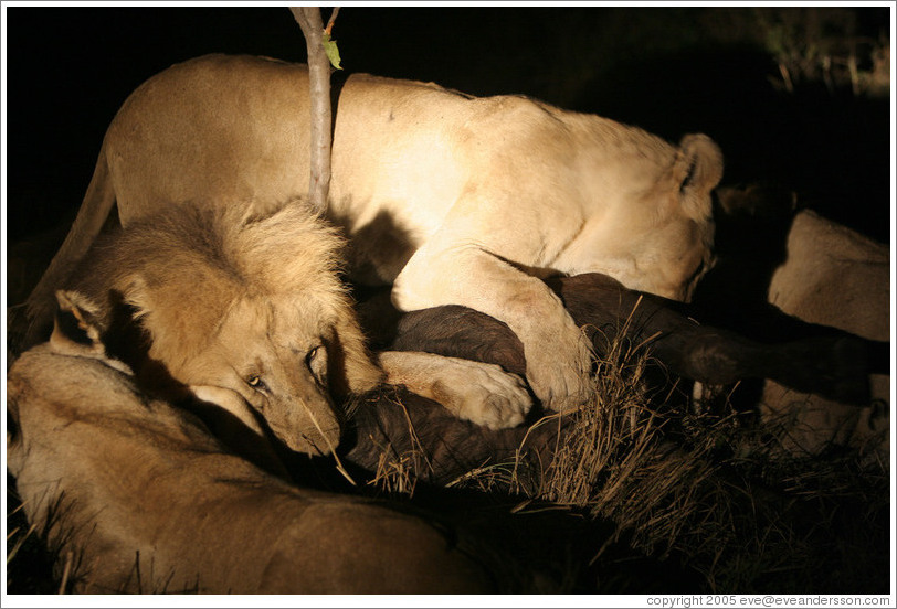 Lions eating buffalo at night.