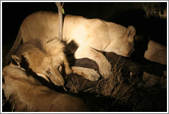 Lions eating buffalo at night.