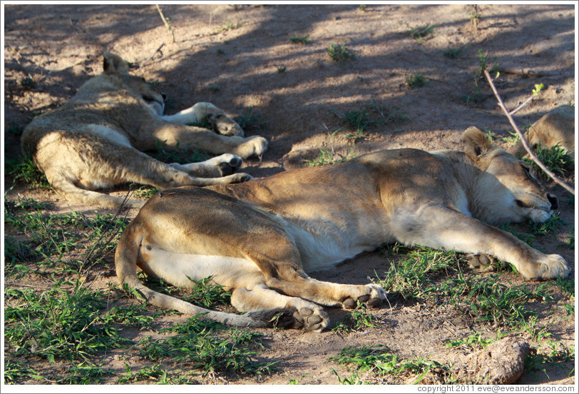 Lions sleeping.
