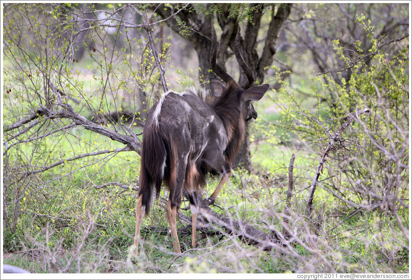 Nyala from behind.