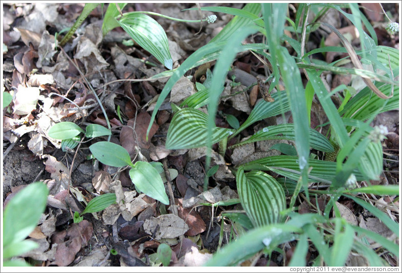 Plant with striped leaves.