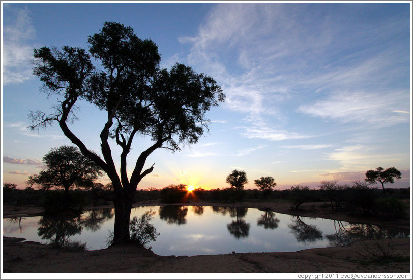 Pond in the African savanna at sunset.