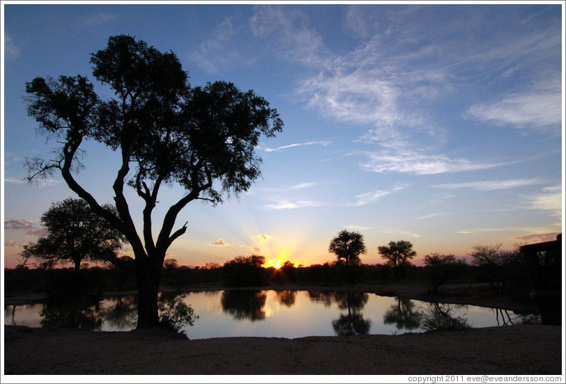 Pond in the African savanna at sunset.