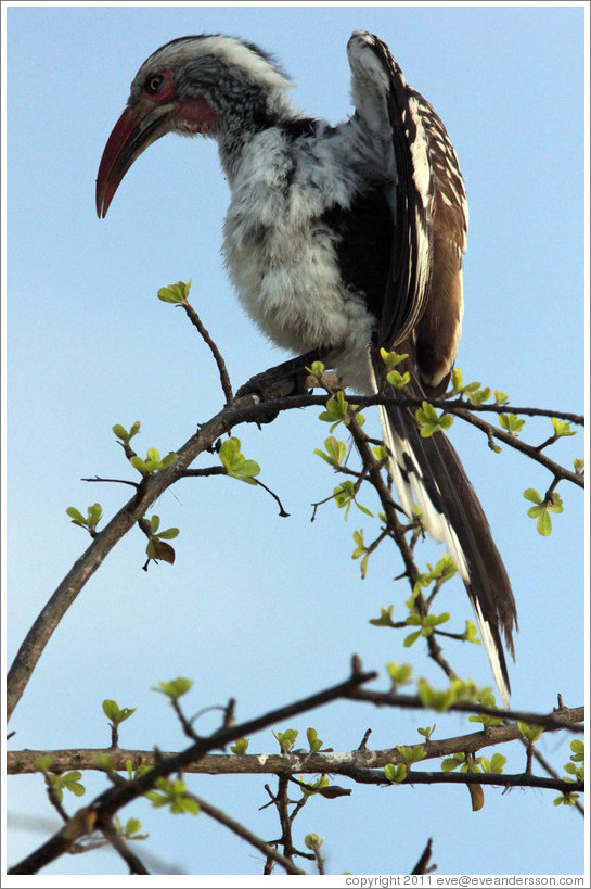 Red-billed Hornbill lifting its wings.
