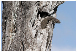 Rock monitor lizard peeking out from a hole in a tree.