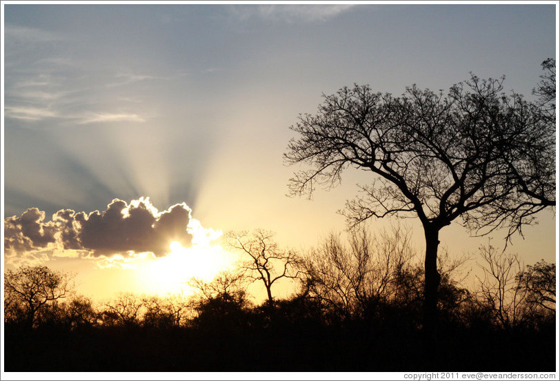 African savanna at sunset.