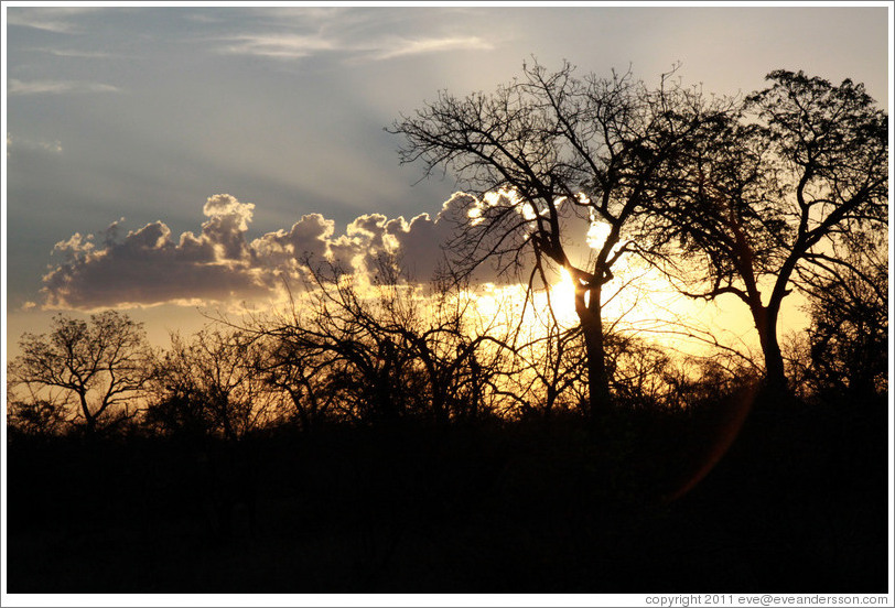 African savanna at sunset.