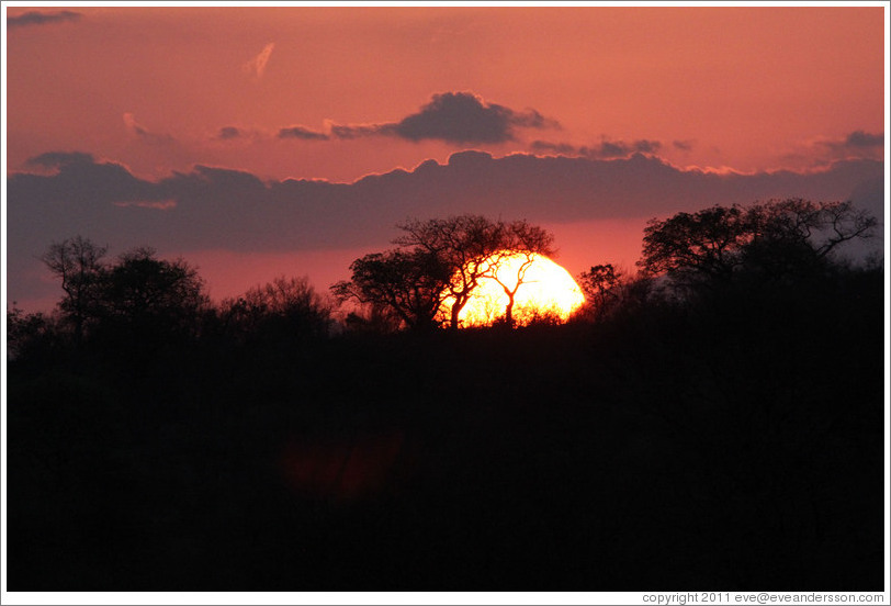 African savanna at sunset.