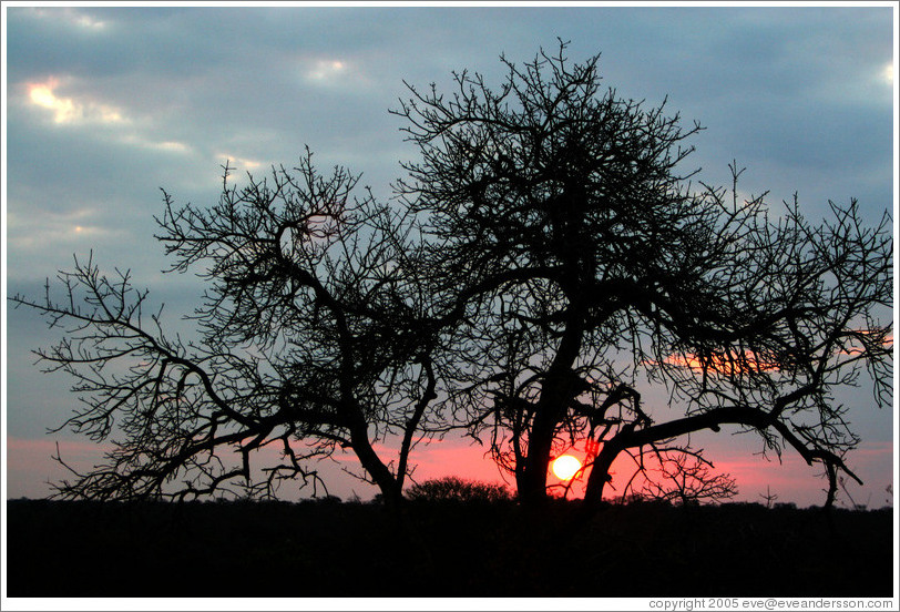 Sunset on the African savannah.