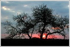 Sunset on the African savannah.