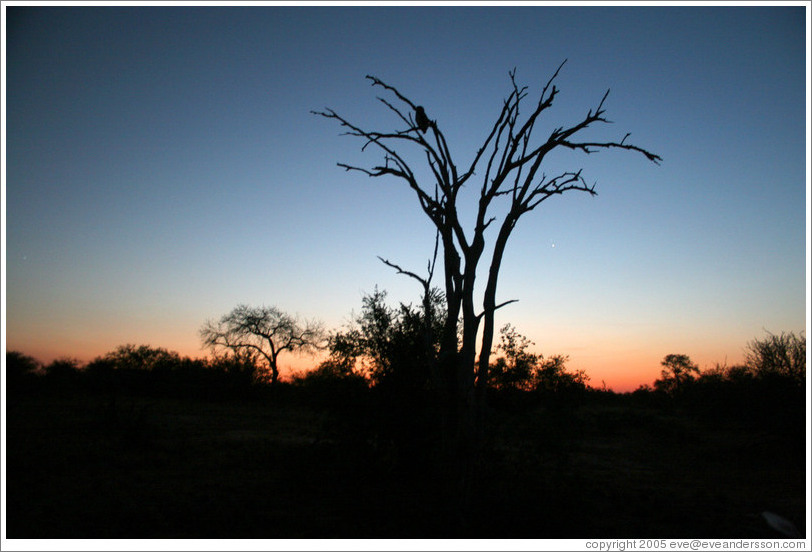 Sunset on the African savannah, with silhouette of owl in tree.