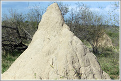 Termite mound.
