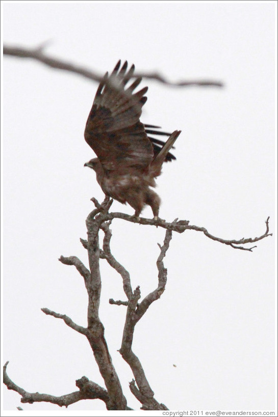 Wahlberg's Eagle (Aquila wahlbergi) taking off.