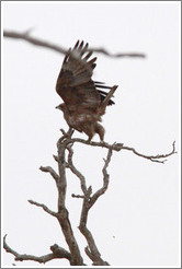 Wahlberg's Eagle (Aquila wahlbergi) taking off.