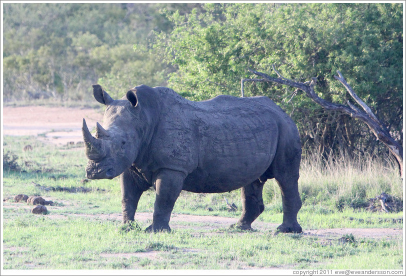 White rhinoceros.