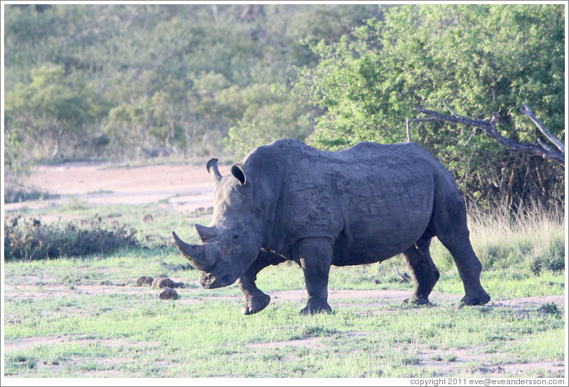 White rhinoceros.