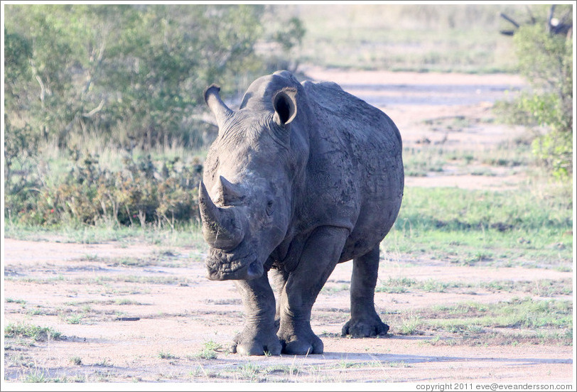White rhinoceros.
