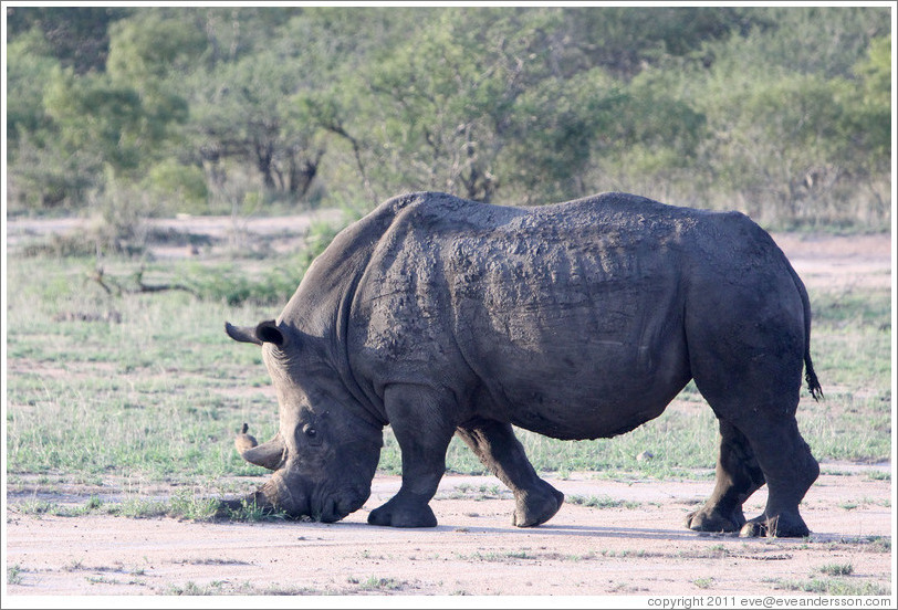 White rhinoceros eating grass.