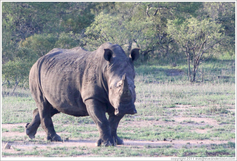 White rhinoceros.