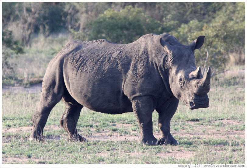 White rhinoceros.