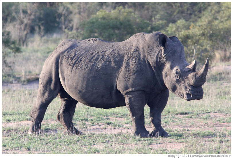 White rhinoceros.