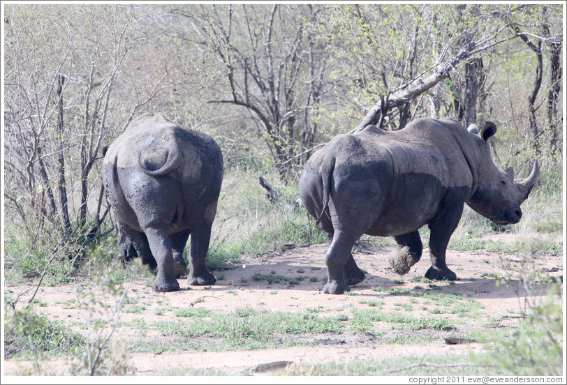 Half-wet white rhinoceros from behind.