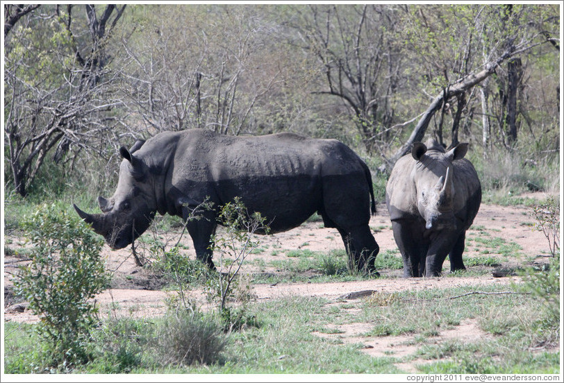 Half-wet white rhinoceros.
