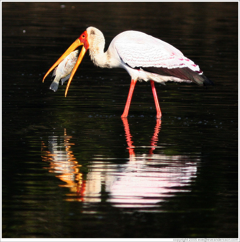 Yellow-billed stork (Mycteria ibis) eating fish.