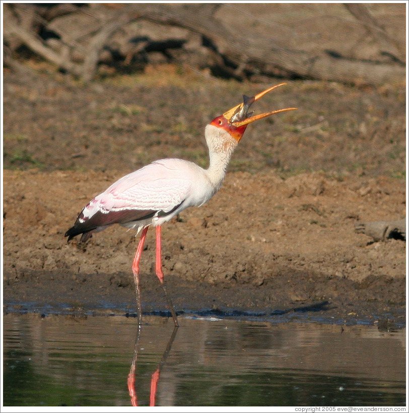 Yellow-billed stork (Mycteria ibis) eating fish.